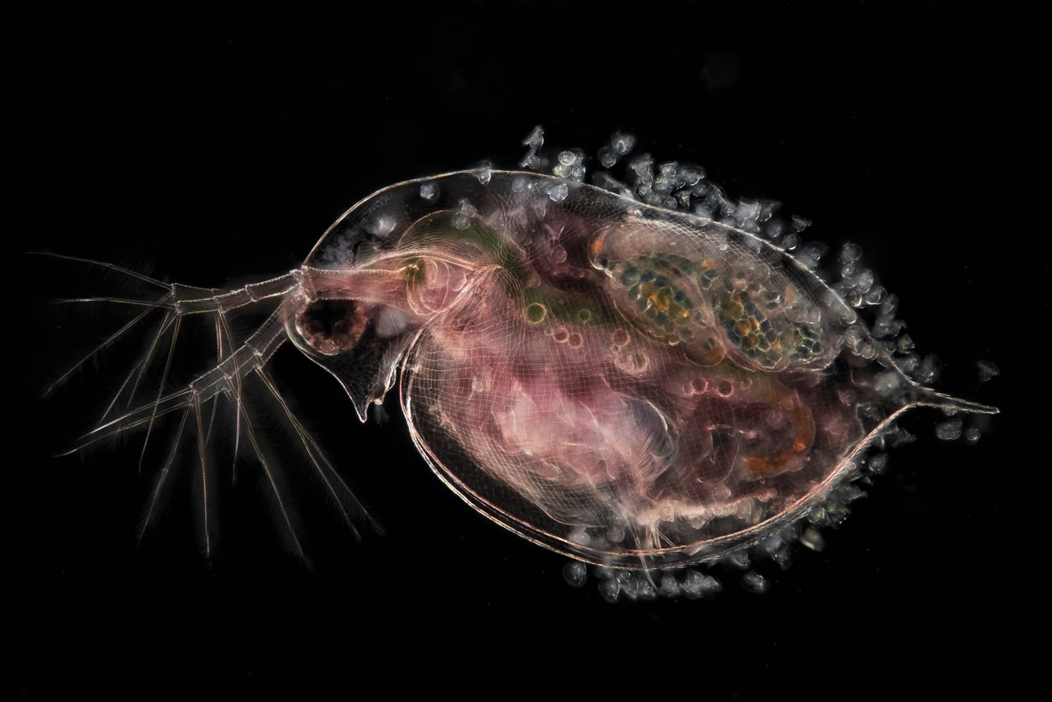 Ur-arkakuso bat (Daphnia) (x10) Ur-arkakuso bat (Daphnia) (x10)