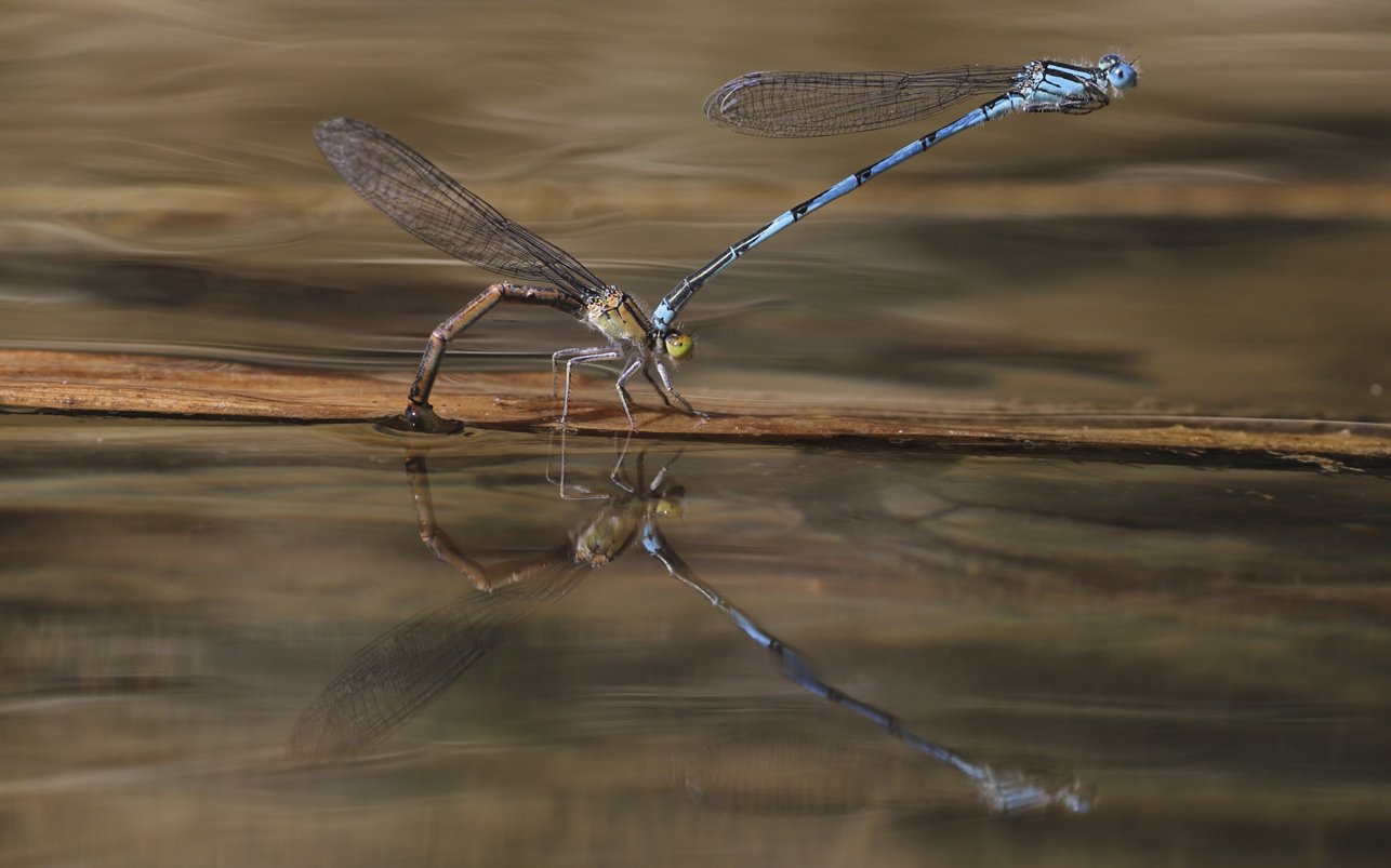Ur-orratz urdina (Erythromma lindenii) Ur-orratz urdina (Erythromma lindenii)