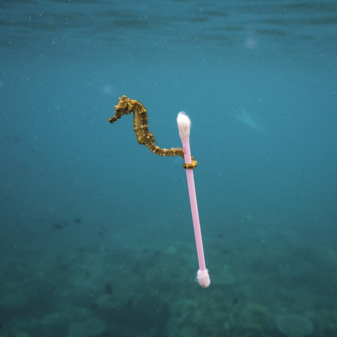 Ur zikinetako surfista (Sewage surfer) Ur zikinetako surfista (Sewage surfer)