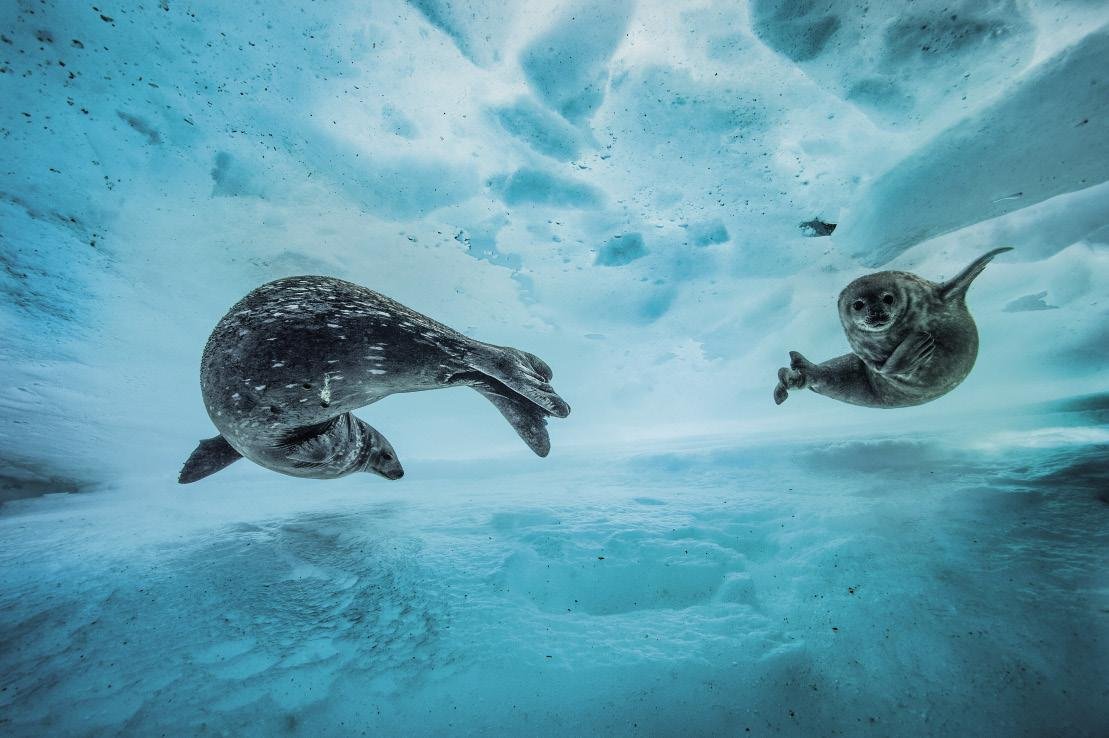 Urpeko gimnasia (Swim gym) Urpeko gimnasia (Swim gym)