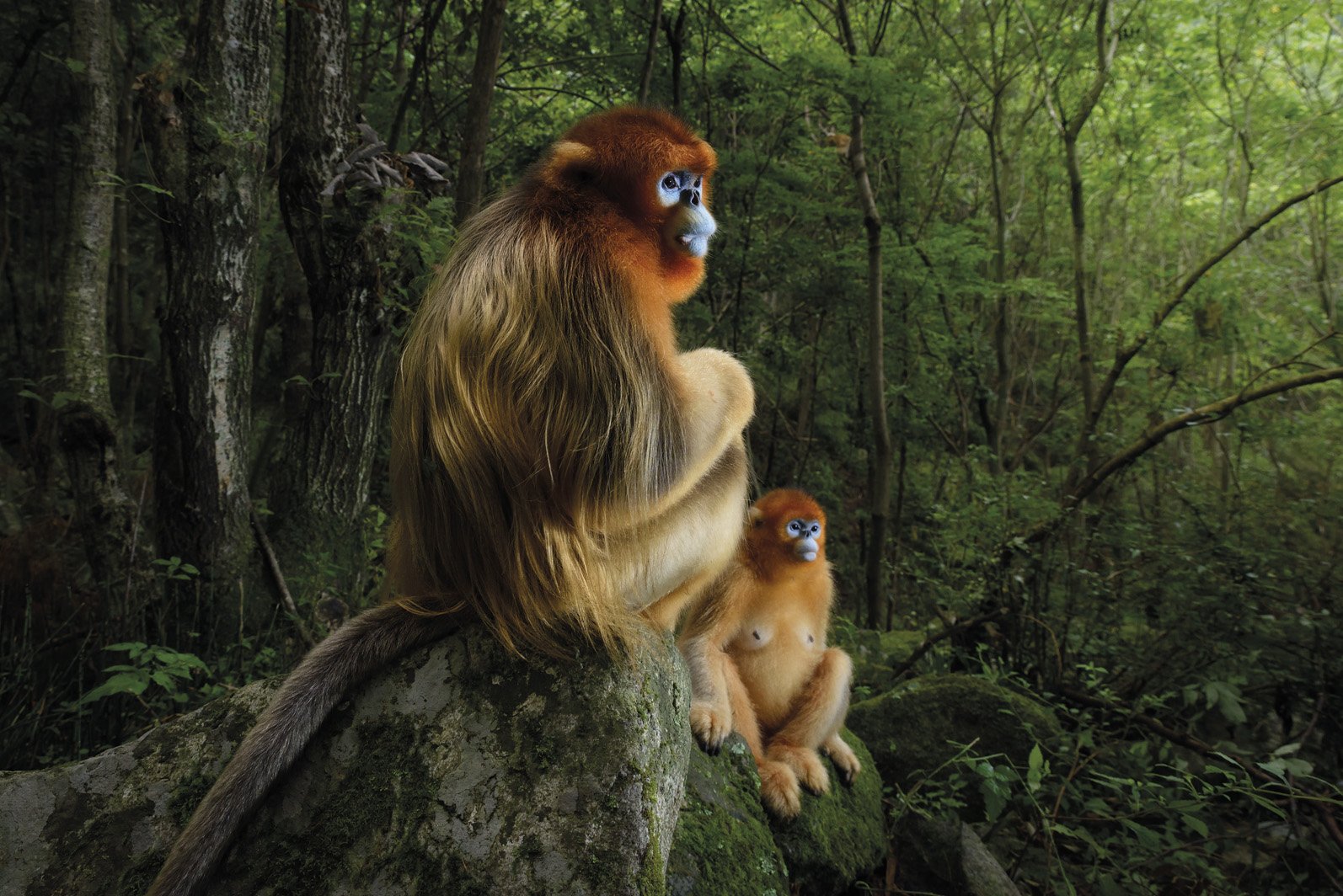 Urrezko bikotea (The golden couple) Urrezko bikotea (The golden couple)