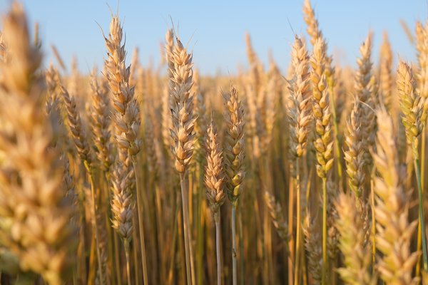 Gari-mota ezberdinak berreskuratzeko ahalegin ekologikoa