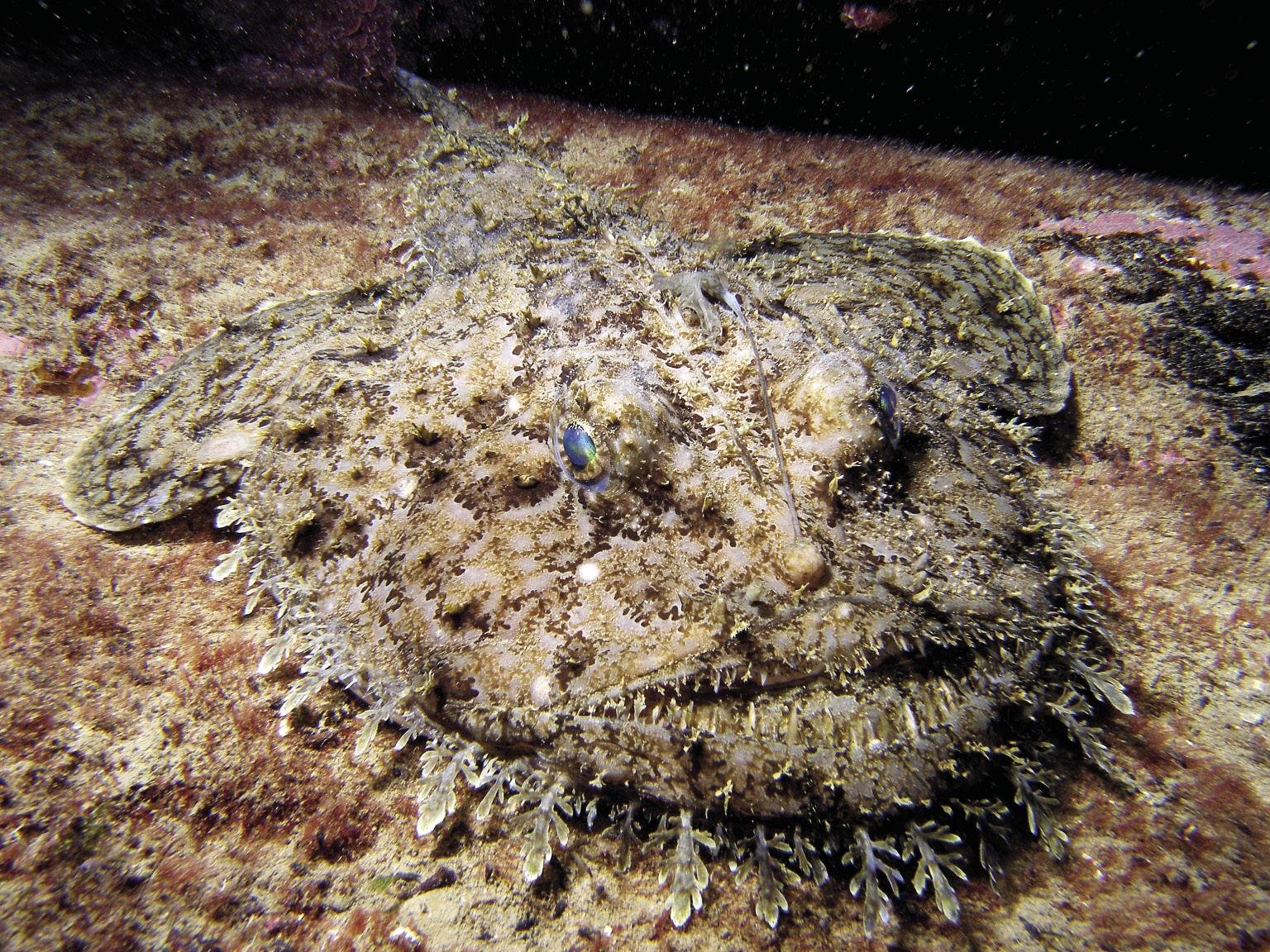 Zapoa (Lophius piscatorius)
