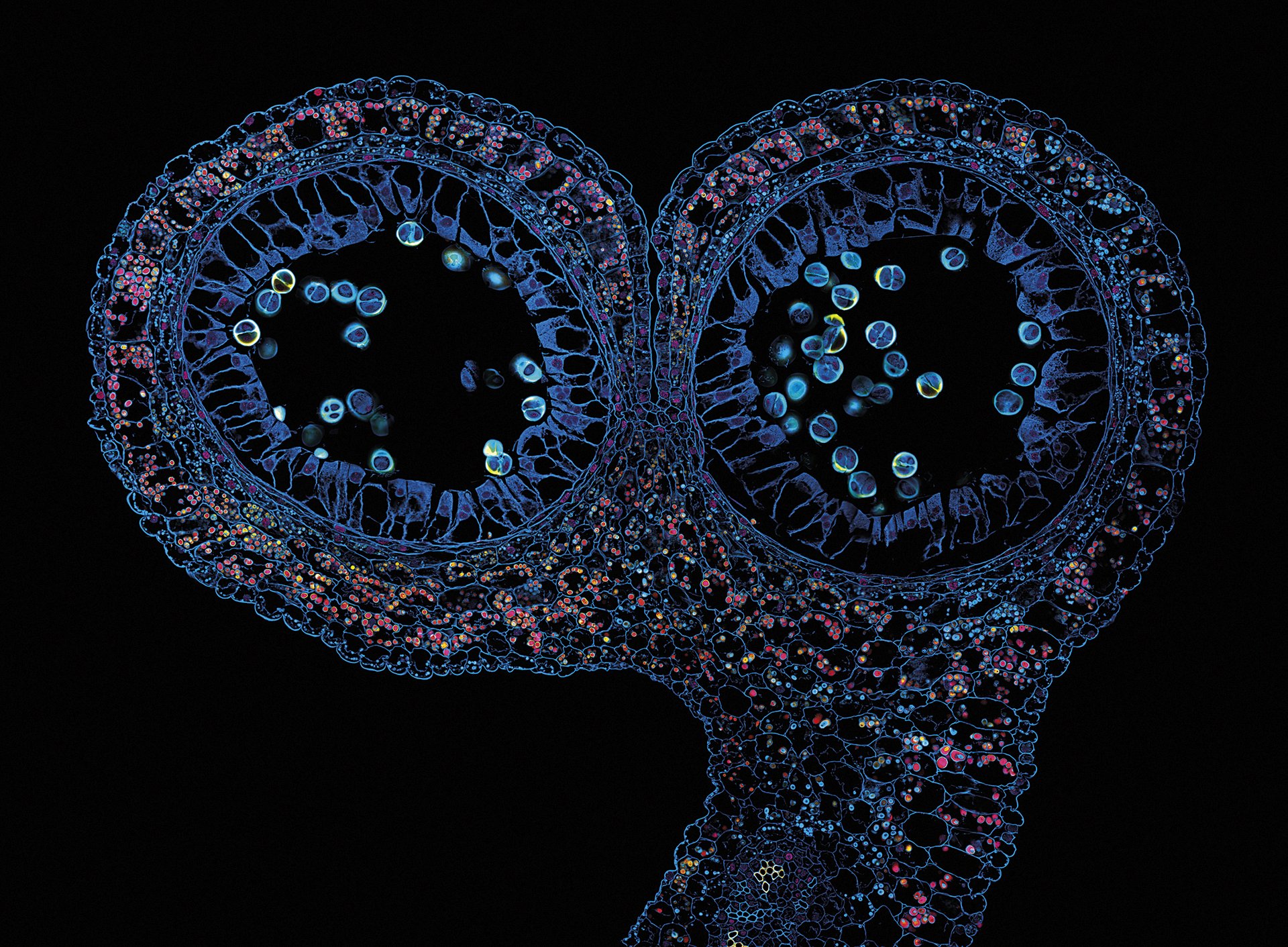 Zitori (Lilium) baten anteraren zeharkako ebakidura. Barruan, polena.