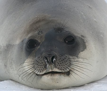 antartika-2_986.16713017