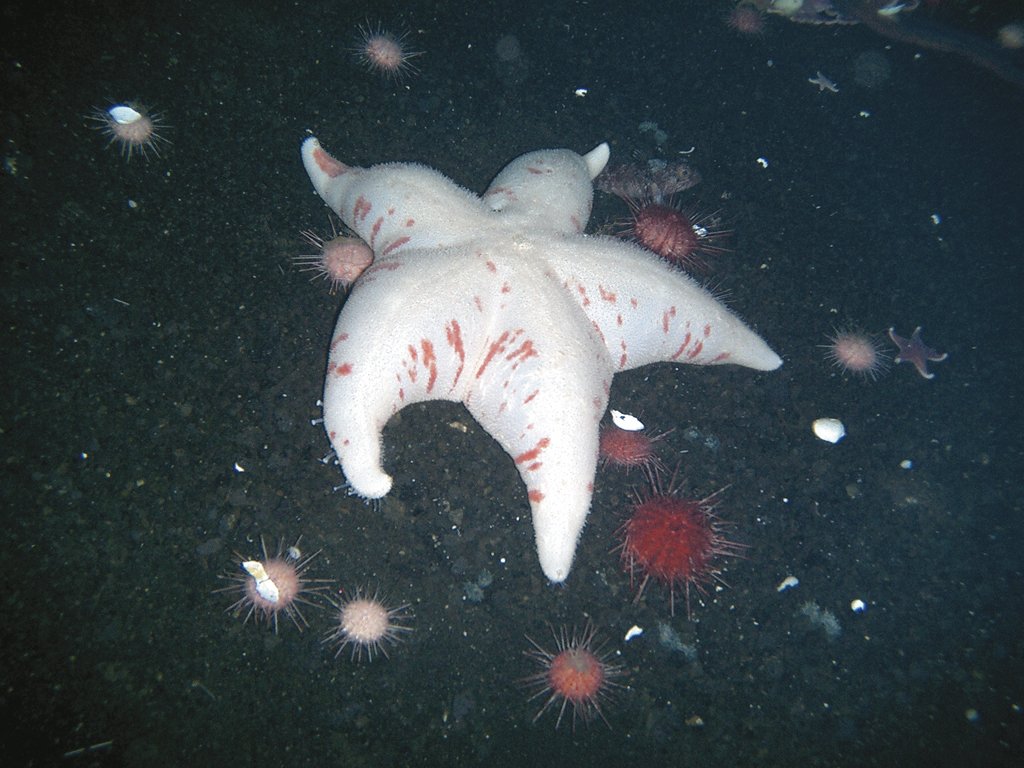 antartika-3_661.609421828