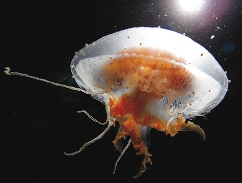 antartika-4_607.348735619