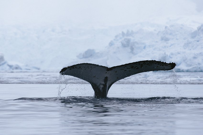 antartika-5_912.33015619