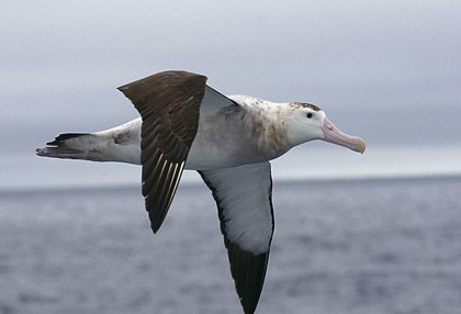 antartika-6_75.6076204211