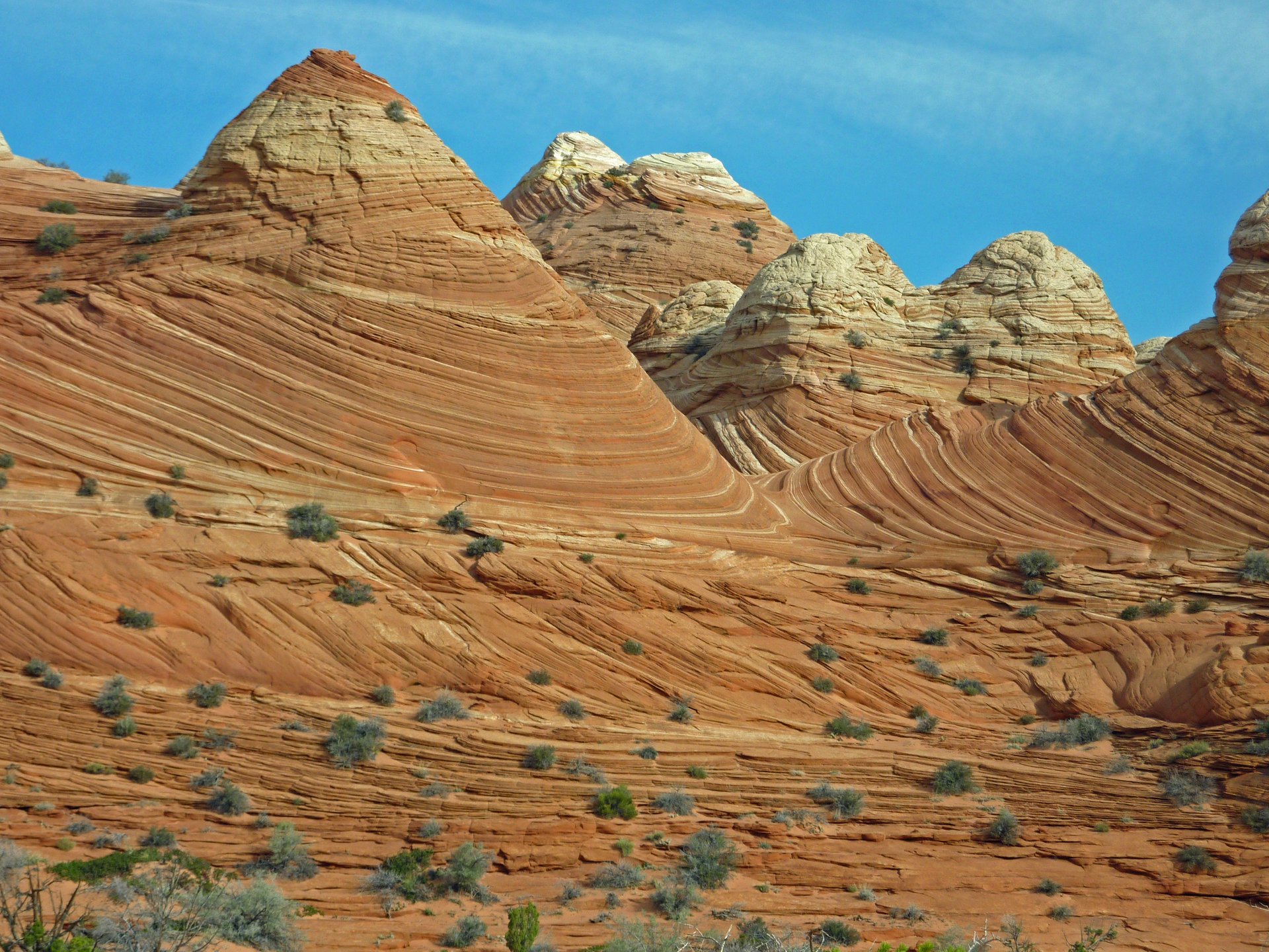 arizonako-olatua-5_736.121165304