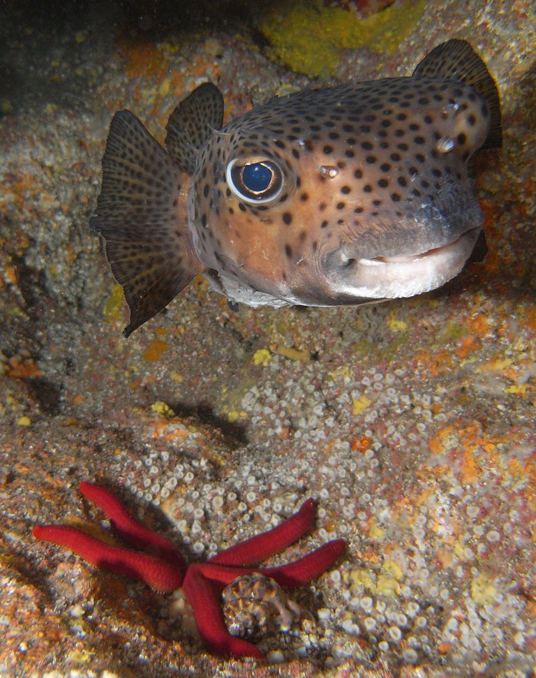 el-hierro-3_5.58643405956