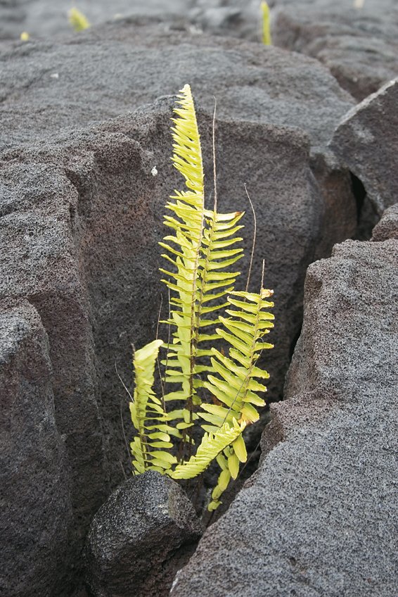 hawaii-2_284.006307334