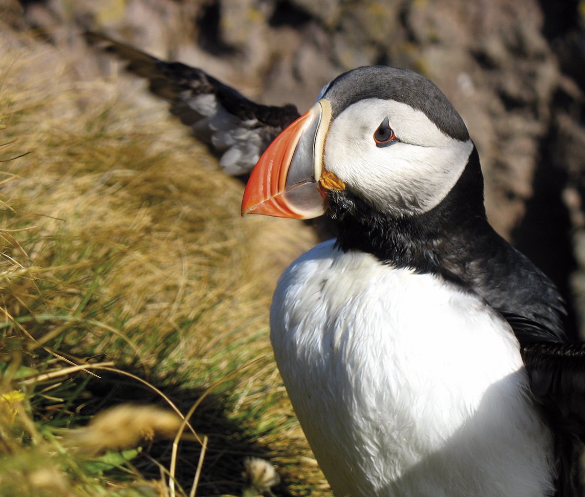 islandia-2_617.204163281