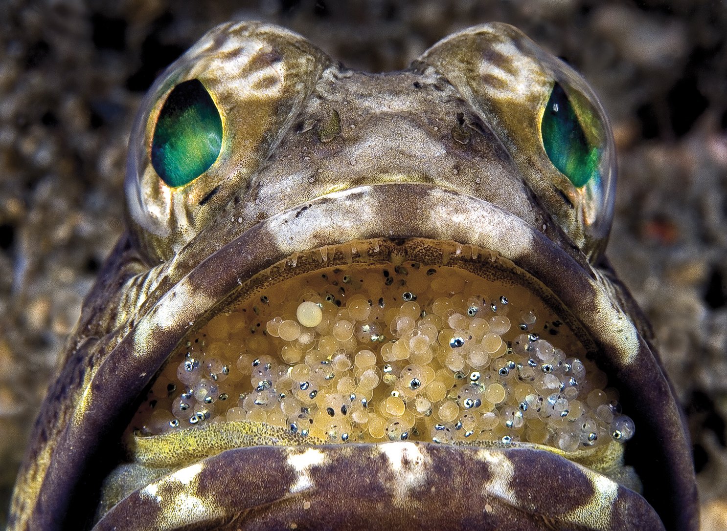 itsasoetako-bitxikeriak-2_995.223100444