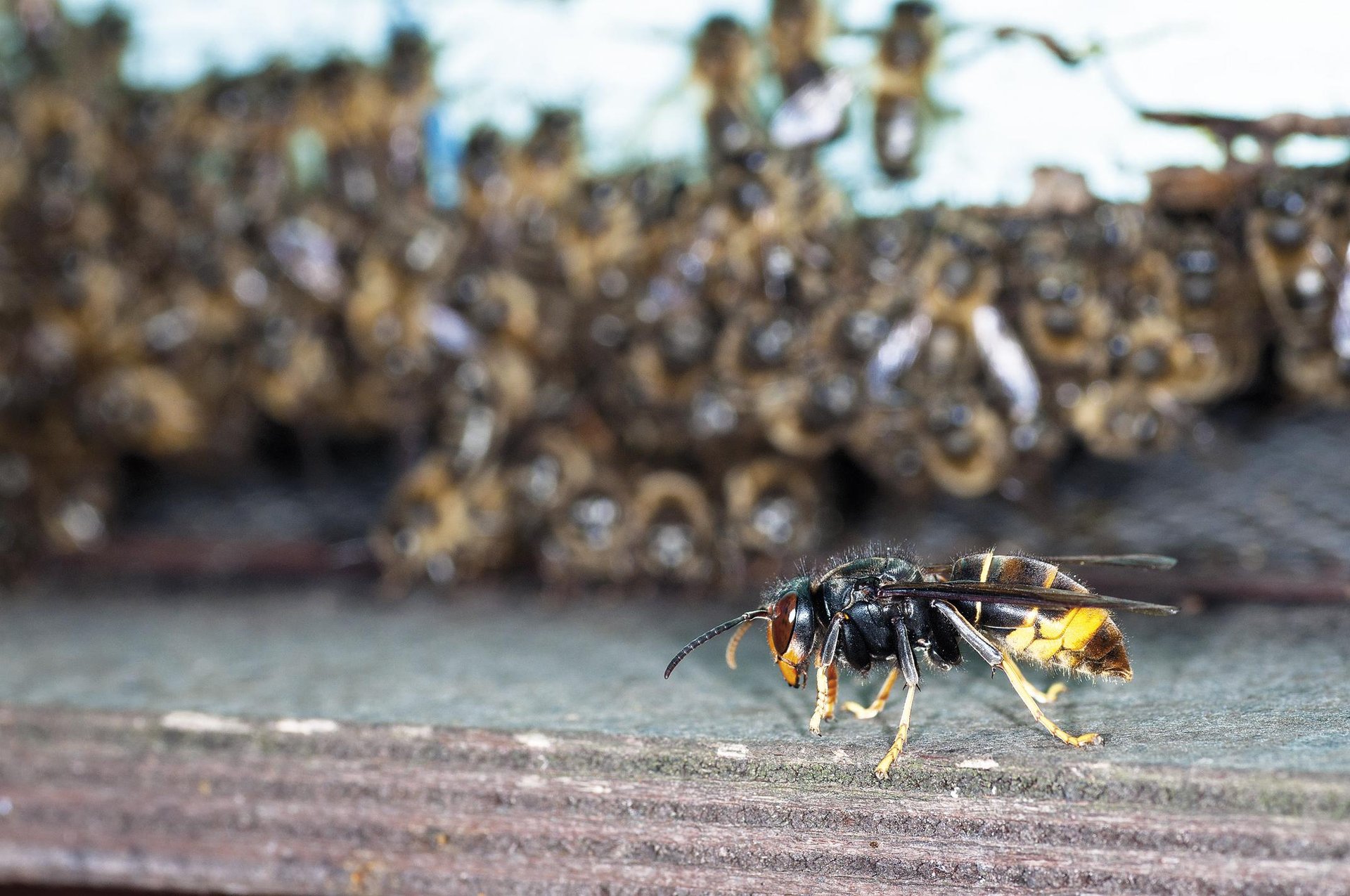 liztor-asiarra-2_582.430129777