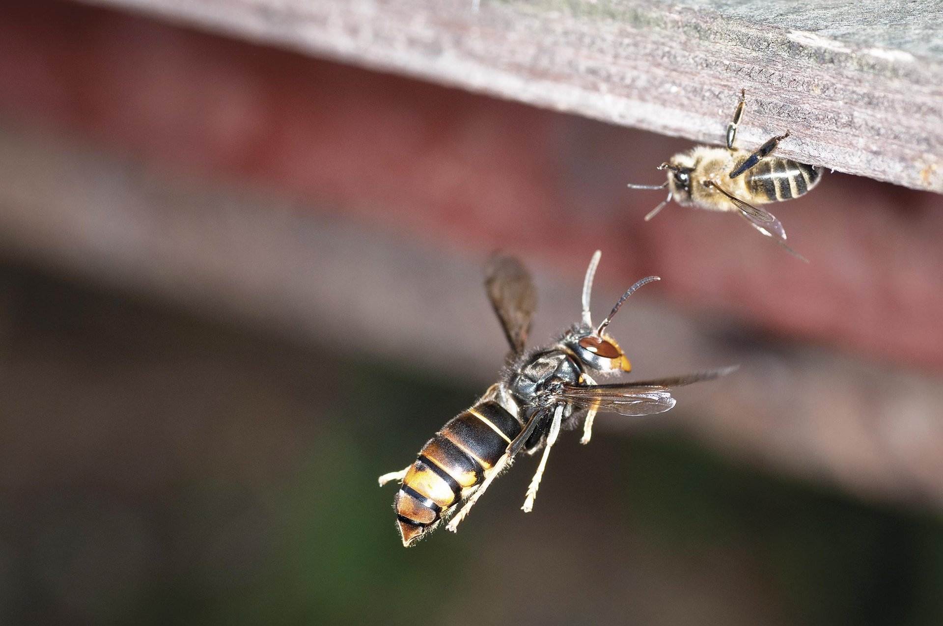 liztor-asiarra-4_769.560601016