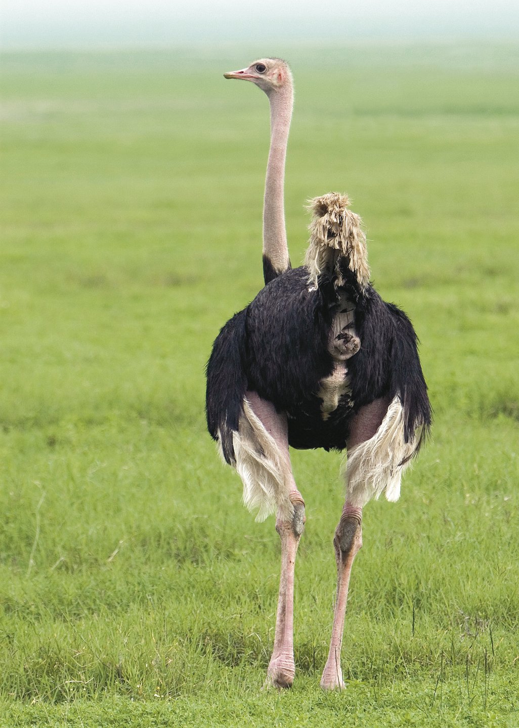 ngorongoro-3_115.063734104