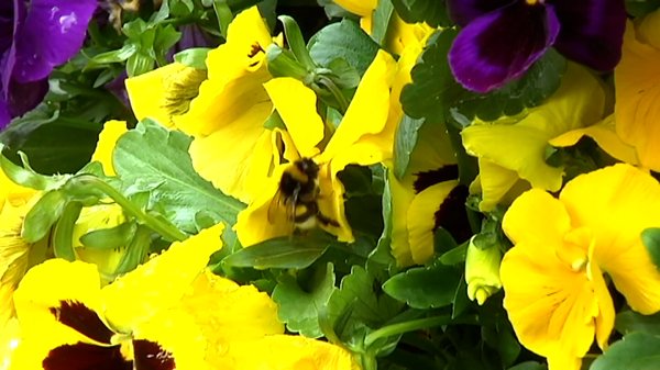 Polena eta kutsadura, alergia larrien atzean