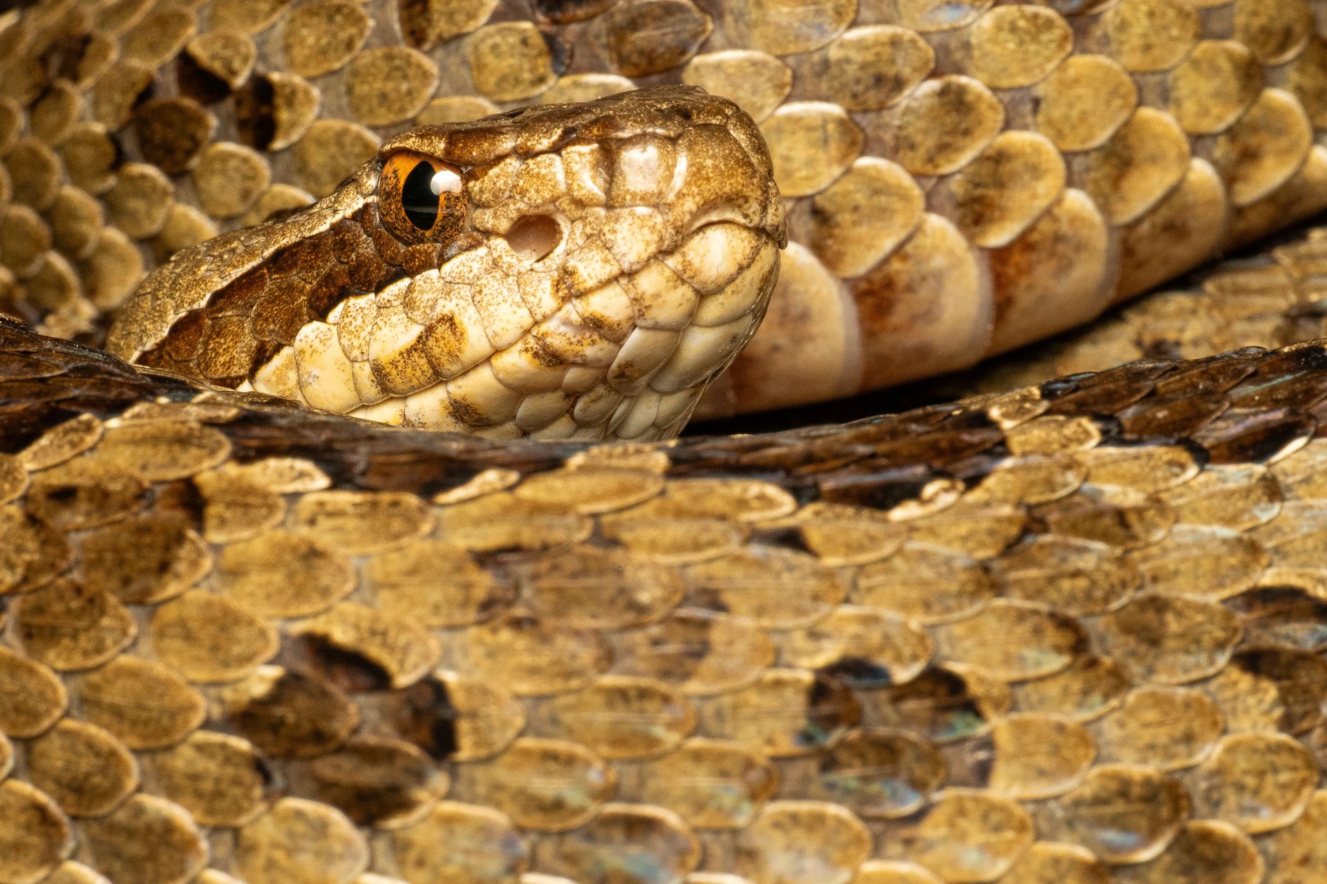 Teknologia altua