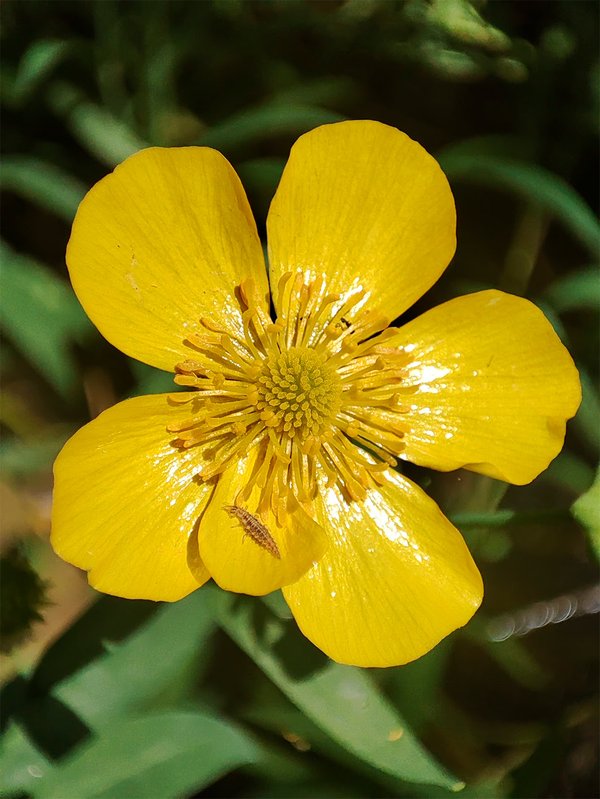 Asteko argazkia: Salburuako lorea