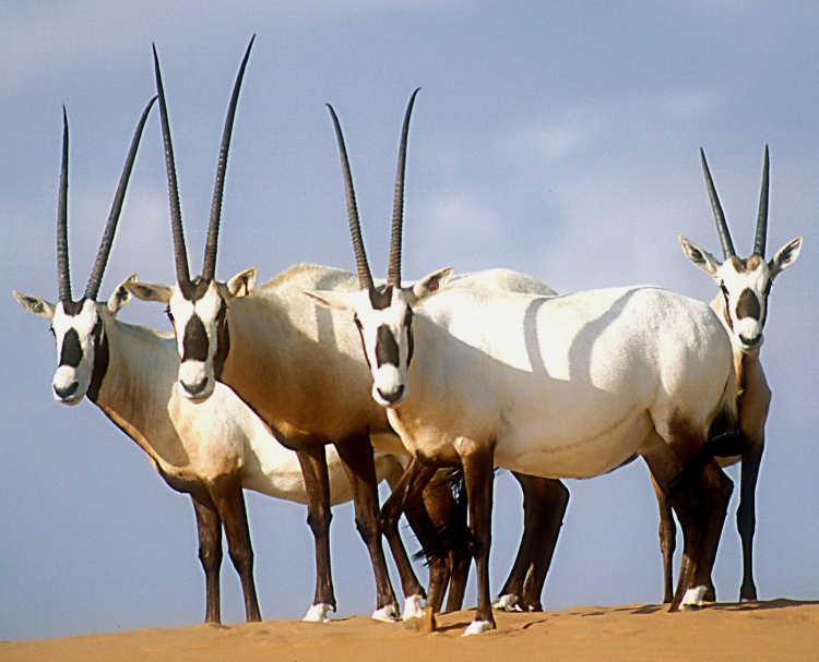 Sevganidan keyin ayolning spermasini yalash