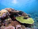 Beroarekiko tolerantzia, heredagarria koraletan 