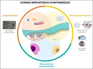 zelulen-mikroingurunea-korneako-medikuntza-birsort