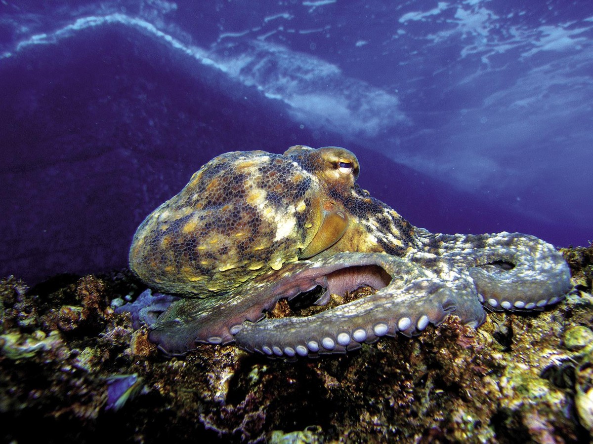 Olagarroa (Octopus vulgaris)