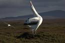 Klima-aldaketa, albatrosentzat onuragarri