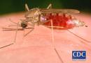 Wolbachia bakterioa, arma berria malariaren kontrako gerran 