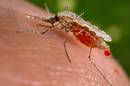 Malariari aurre egiteko eltxo transgenikoak sortu dituzte
