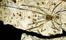Inoiz aurkitu duten armiarma fosilik handiena