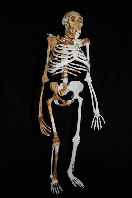 australopithecus-sediba-eboluzioaren-mosaiko-bat