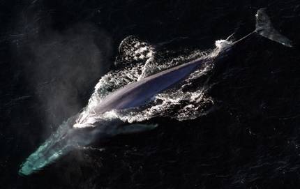 Baleen tamainaren sekretua geneetan dago