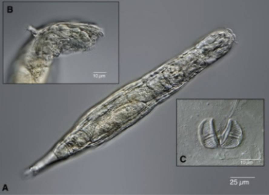 24000-urtez-izoztuta-egondako-errotifero-bat-berpi