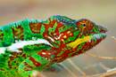 Kameleoiek azaleko egitura-aldaketen bidez aldatzen dute kolorea