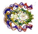 DNAren begiztak gako dira geneen erregulazioan