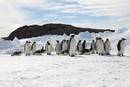 Pinguino enperadorearen koloniak: aurreikuspen ezkorrak