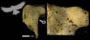 Arranoak, otsoak eta katamotzak, Axlorreko neandertalen jaki