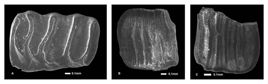 kuaternarioko-liroi-nano-baten-fosila-aurkitu-dute
