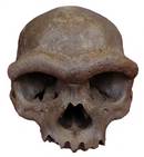 Homo longi  edo Harbingo gizakia denisovarra zela baieztatu dute