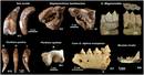 Koskobiloko fosilek erakutsi dute Nafarroan errinozeroak, lau hartz-espezie eta makakoak bizi zirela Kuaternarioan