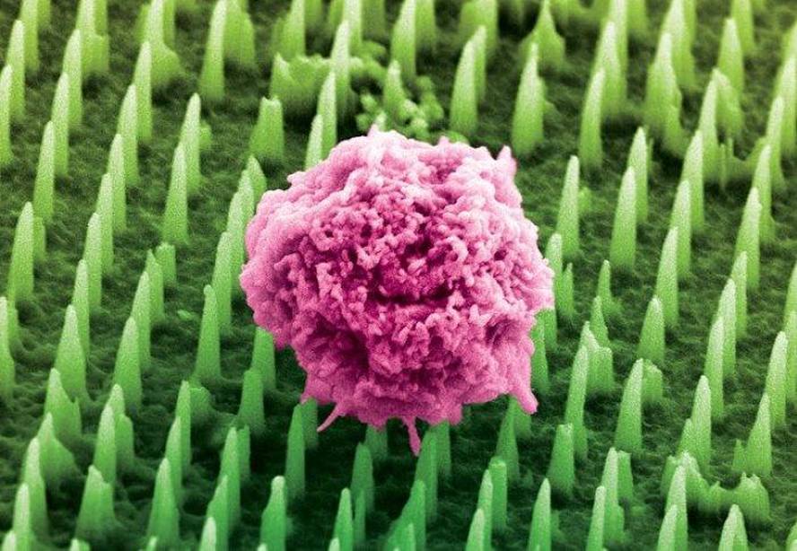 milioika-nanoorratz-dituzten-txaplatak-garatu-ditu