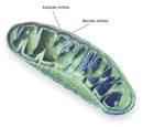 Mitokondrioetan 50 ºC-ko tenperatura neurtu dute