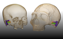 Neandertalen mintzatzeko gaitasuna gurearen parekoa zela ondorioztatu dute