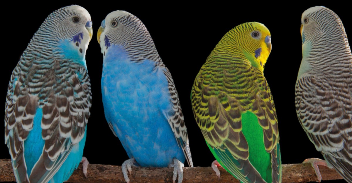 Adimen naturala