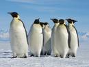 Pinguinoak espaziotik 