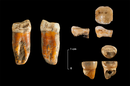 Duela 100.000 urteko neandertalen hortzak aurkitu dituzte Axlorren