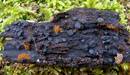 Onddo-espezie berri bat aurkitu dute Pagoetako Parke Naturalean