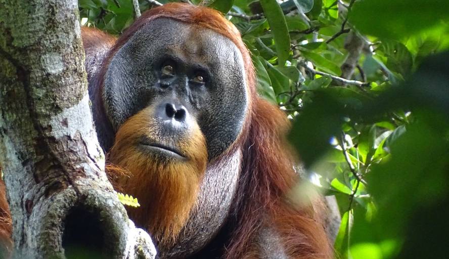 orangutan-bat-ikusi-dute-landare-batekin-zauri-bat